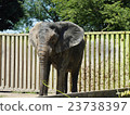 African elephant 23738397