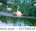 Flamingo  23738414