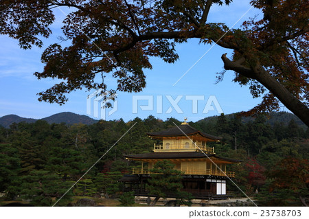 Autumn leaves of Kinkakuji 23738703