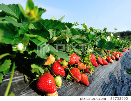 strawberry fruits and flowers in growth at field 23738990