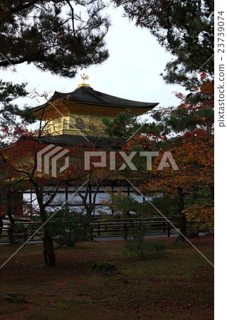 Autumn leaves of Kinkakuji 23739074