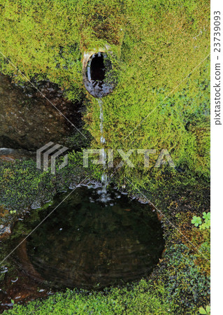 Mossy Tsukasaba 23739093