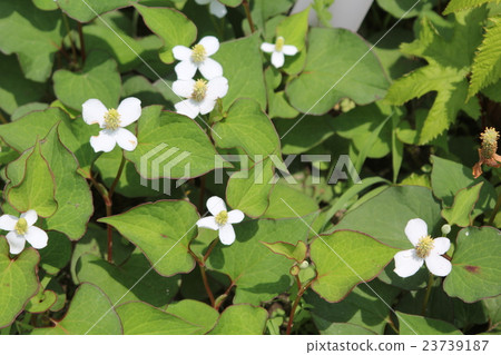 Dokudami Dokudami 23739187