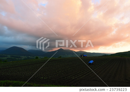 Cabbage field at Tsumagoi Village 23739223