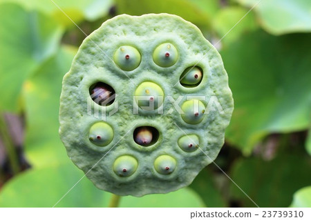 Lotus fruit 23739310