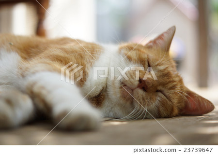 睡覺茶貓 23739647