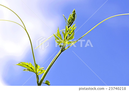 Goya的起重機傳播在天空的 23740218