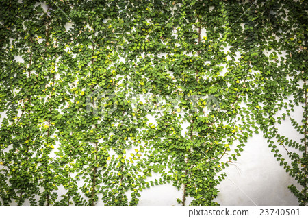 Green plants on concrete wall Green plants on concrete wall 23740501