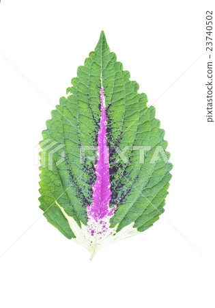 Leaf isolated Leaf isolated 23740502