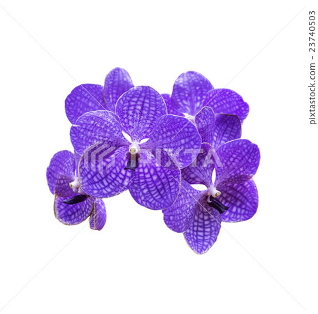 Magenta orchid flowers isolated 23740503