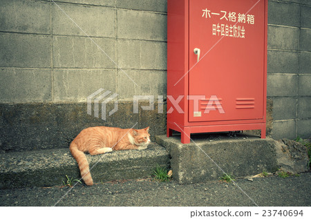 一隻貓與一隻貓 23740694