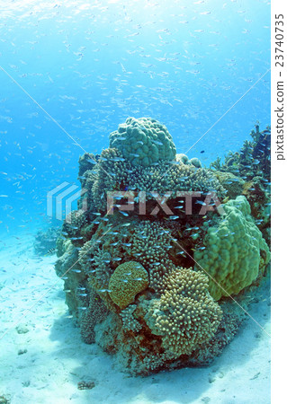 Coral, white sand and blue sea Coral, white sand and blue sea 23740735