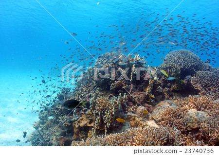 Coral and fish school Coral and fish school 23740736