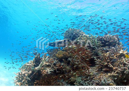 Coral and fish school Coral and fish school 23740737