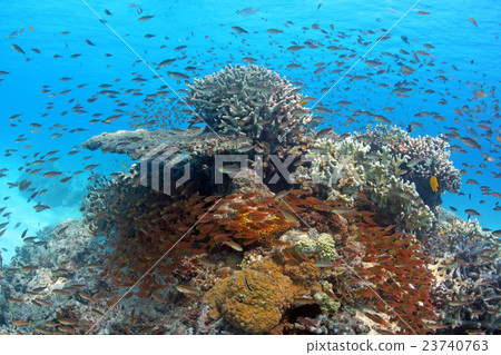珊瑚和熱帶魚 珊瑚和熱帶魚 23740763
