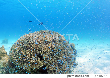 珊瑚和熱帶魚 珊瑚和熱帶魚 23740766