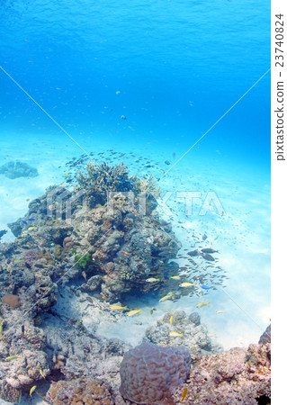 Coral and tropical fish Coral and tropical fish 23740824