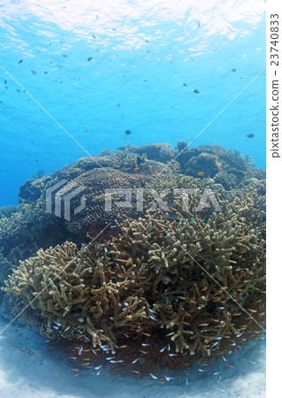 Coral and tropical fish Coral and tropical fish 23740833