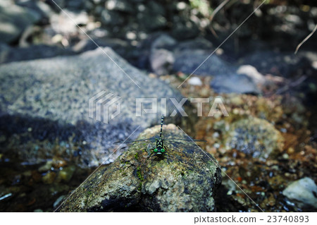 Ogylosaniae 23740893