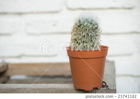 Small plant in flower pot 23741182