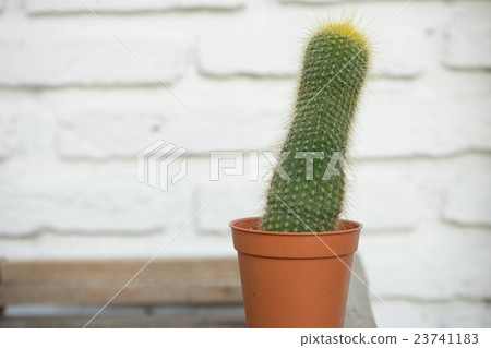 Small plant in flower pot Small plant in flower pot 23741183
