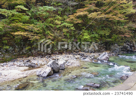 Clear flow of high transparency flowing like sewing between giant stones between beautiful Akita's Okuzashiki "Fushin gorge" in autumn autumn leaves is beautiful 23741490
