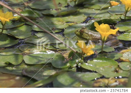 牛蛙 牛蛙 23741784