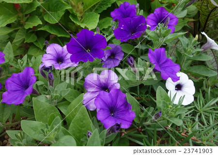 Petunia flower Petunia flower 23741903