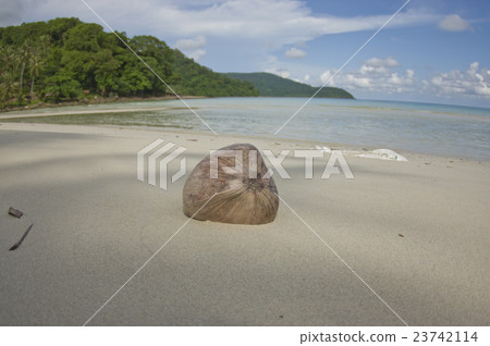 coconut on a tropical beach 23742114