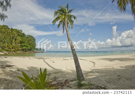 Desert island with palm tree on the beach 23742115