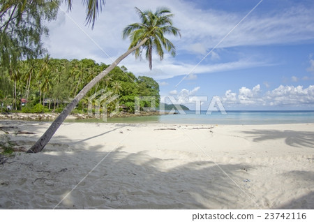 Desert island with palm tree on the beach 23742116