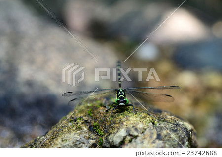 Ogylosaniae Ogylosaniae 23742688