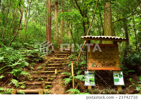 Totoro no Mori No. 1 23742710