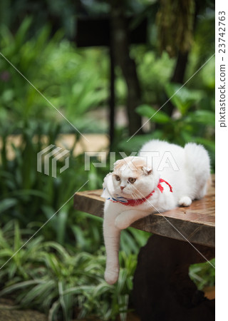 little cat playing camera on wood table 23742763