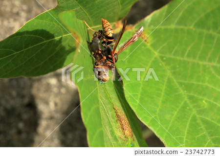 Ashinaga蜜蜂的捕食者 23742773