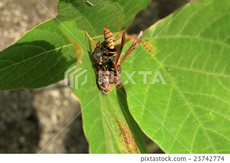 Ashinaga蜜蜂的捕食者 23742774