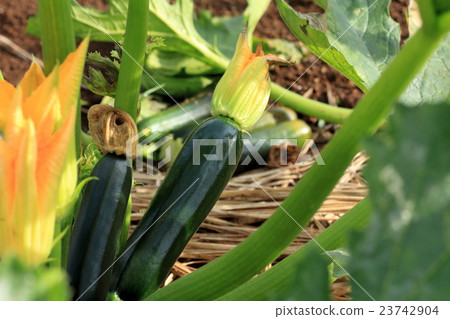 zucchini  23742904