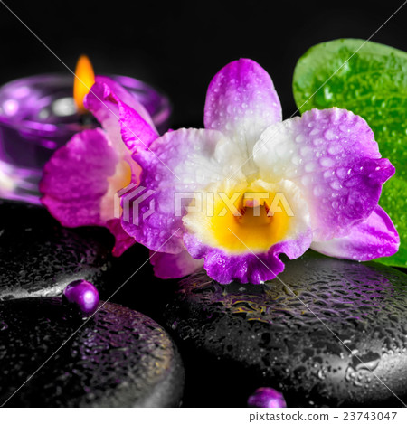 spa concept of orchid flower, zen basalt stones spa concept of orchid flower, zen basalt stones 23743047
