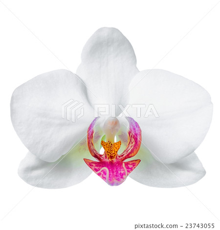 head of white and red orchid, phalaenopsis head of white and red orchid, phalaenopsis 23743055