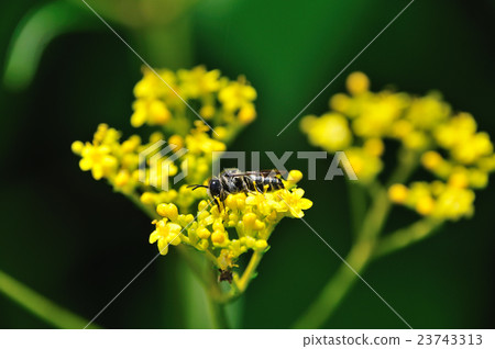 The maiden flower (ominoegin) and the bee 23743313