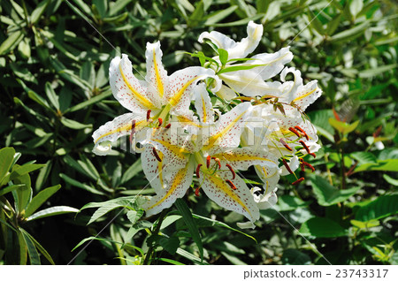 Yuri Yuri (Yamayuri) 23743317