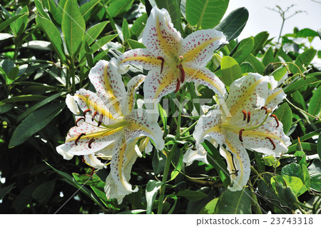 Yuri Yuri (Yamayuri) 23743318