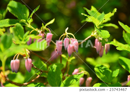 Urajiro Ikuraku Urajiro Ikuraku 23743467