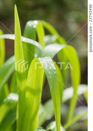 Drops of morning dew on a plant with long leaves at dawn Drops of morning dew on a plant with long leaves at dawn 23743496