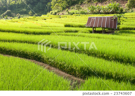 Green Terraced Rice Field in Chiangmai, Thailand. 23743607