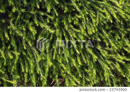 Green needles texture (background). Green needles texture (background). 23743900