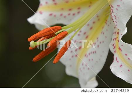 Yama Lily Blooms Tonari Naganuma Park八王子市 23744259