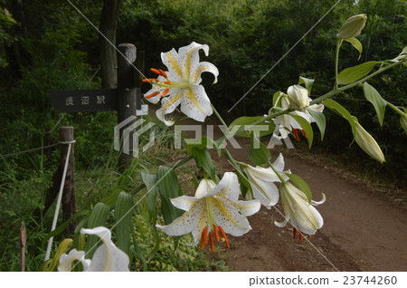 Yama Lily Blooms Tonari Naganuma Park八王子市 23744260