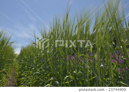 啤酒大麥 23744909