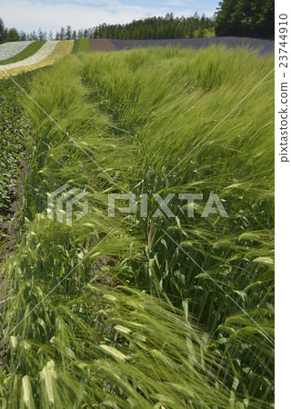 啤酒大麥 23744910